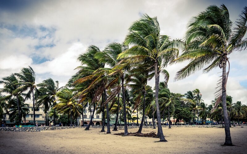 Palm Trees on Beach — Brown, Dramatic, Afternoon