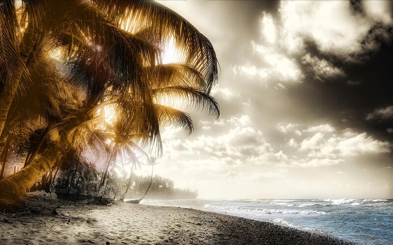 Palm Trees on Beach — Brown, Dramatic, Sunrise, Photograph
