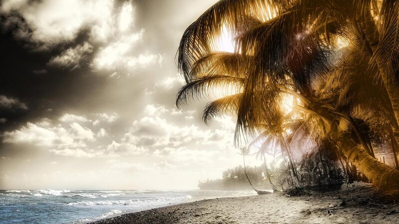 Palm Trees on Beach — Brown, Dramatic, Sunrise