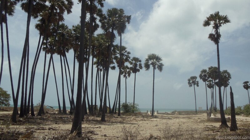 Palm Trees on Beach — Brown, Serene, Afternoon