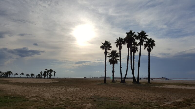 Palm Trees on Beach — Brown, Serene, Sunset, Photograph, Sky