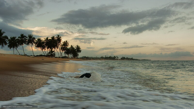 Palm Trees on Beach — Brown, Serene, Sunset, Photograph