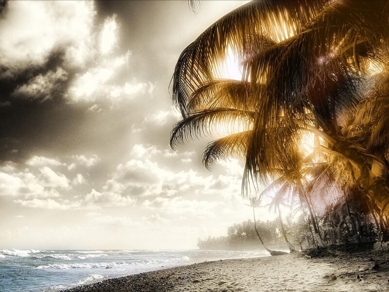 Palm Trees on Beach — Brown