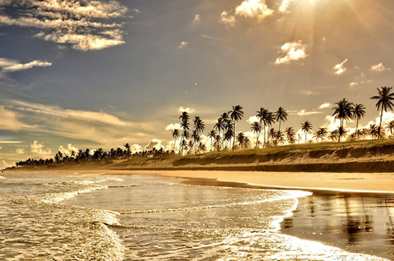 Palm Trees on Beach — Gold, Serene, Sunset, Photograph