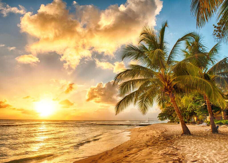 Palm Trees on Beach — Gold, Serene, Sunset