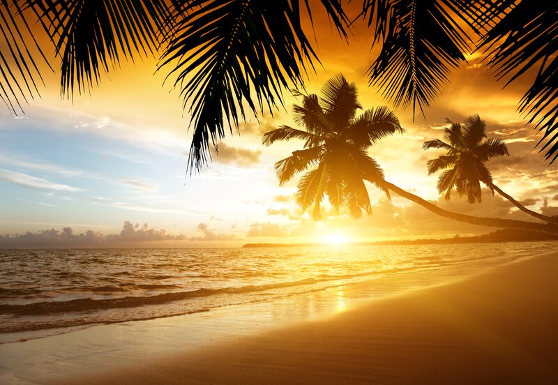 Palm Trees on Beach — Gold, Serene
