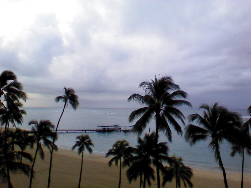 Palm Trees on Beach — Gray