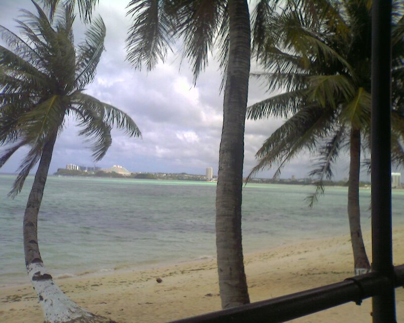 Palm Trees on Beach — Green, Calm, Afternoon