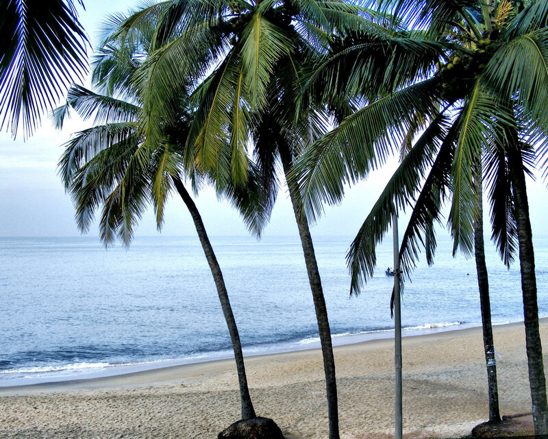 Palm Trees on Beach — Green, Calm, Morning