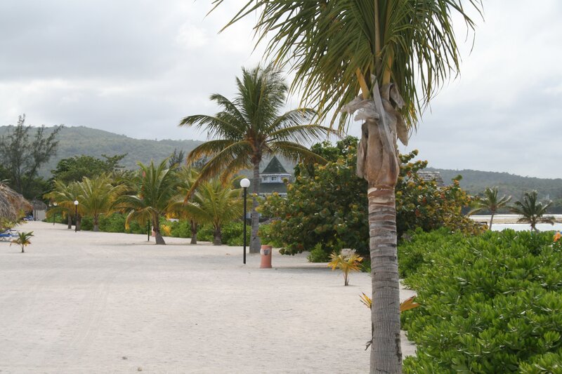 Palm Trees on Beach — Green, Calm