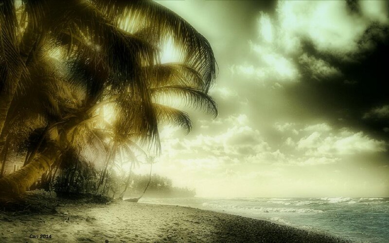 Palm Trees on Beach — Green, Dramatic, Sunrise