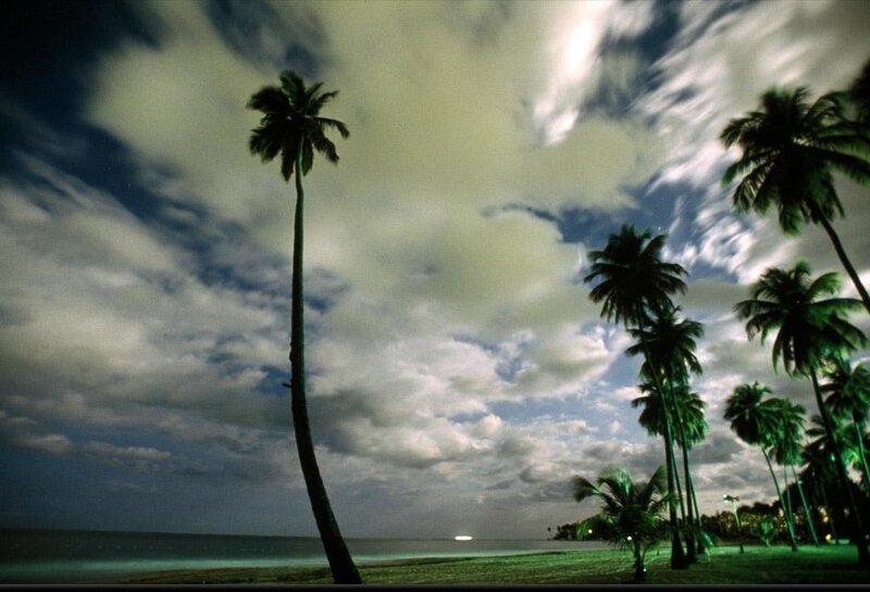 Palm Trees on Beach — Green, Dramatic
