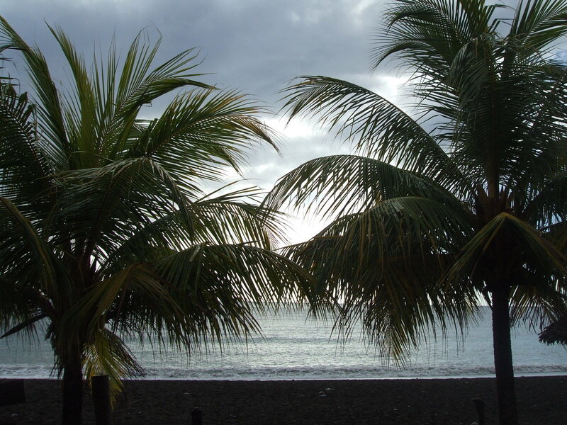 Palm Trees on Beach — Green, Overcast