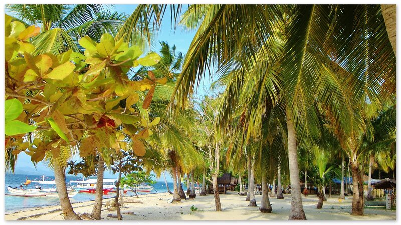 Palm Trees on Beach — Green, Serene, Afternoon, Photograph, Boats