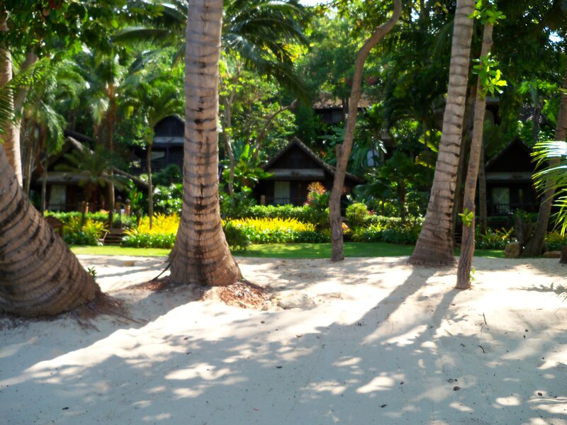 Palm Trees on Beach — Green, Serene, Afternoon, Photograph, Huts