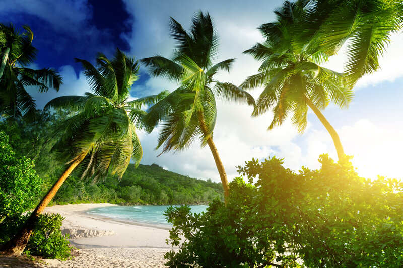 Palm Trees on Beach — Green, Serene, Afternoon, Photograph, Ocean, Hills