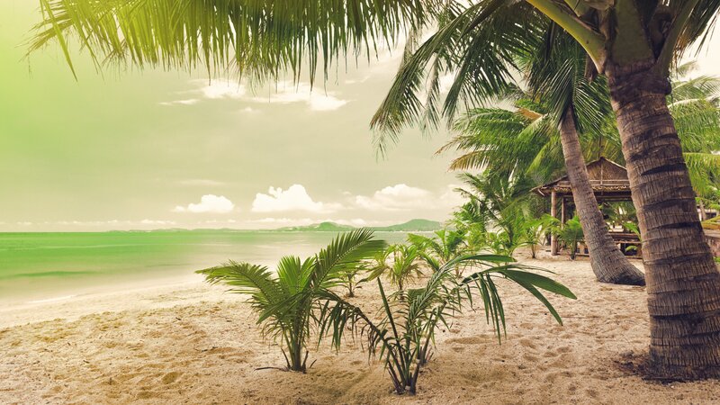 Palm Trees on Beach — Green, Serene, Afternoon, Photograph, Ocean, Hut