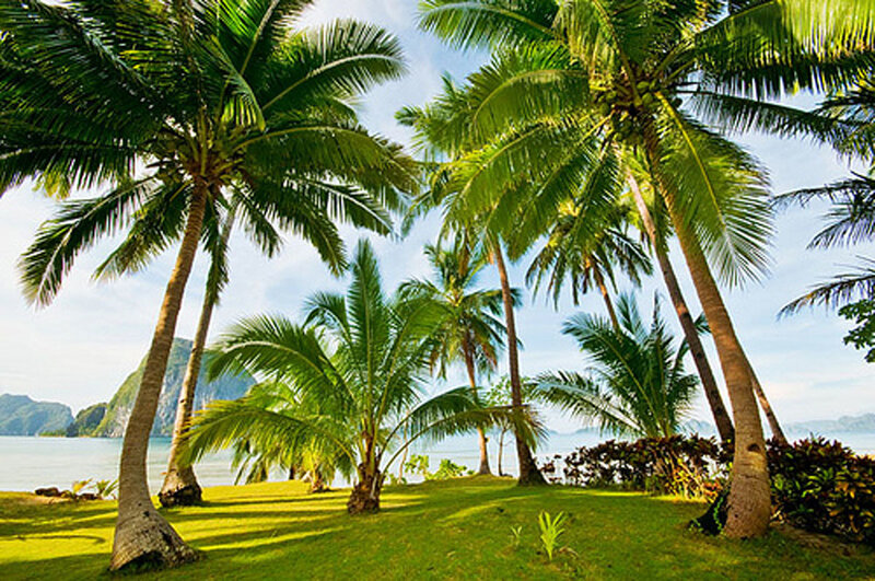 Palm Trees on Beach — Green, Serene, Afternoon, Photograph, Ocean, Mountains