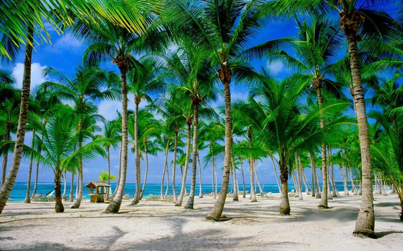 Palm Trees on Beach — Green, Serene, Afternoon, Photograph, Ocean, Sand