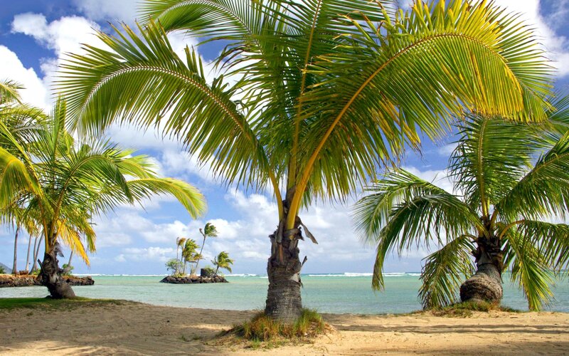 Palm Trees on Beach — Green, Serene, Afternoon, Photograph, Ocean, Sky