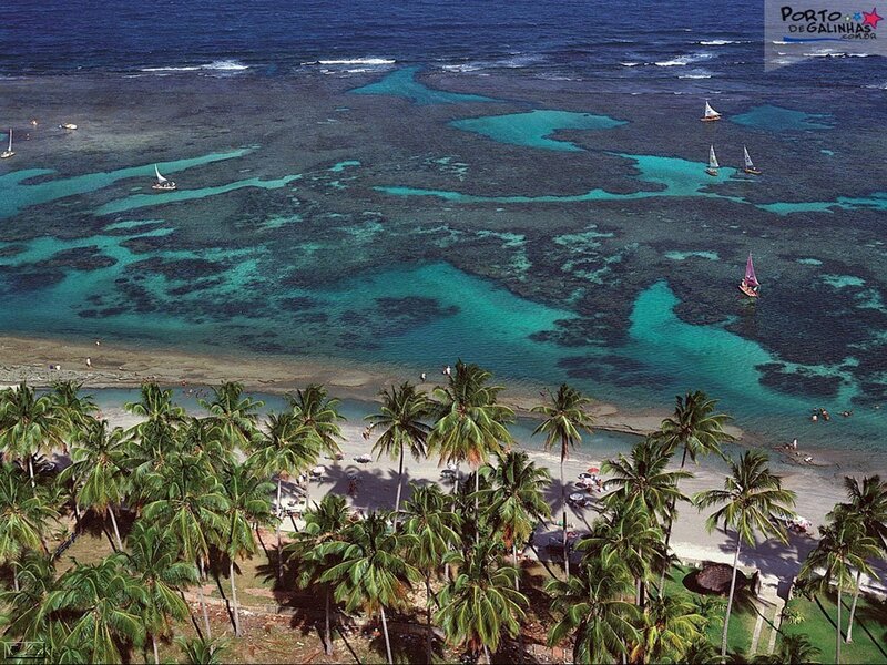 Palm Trees on Beach — Green, Serene, Afternoon, Photograph, Sailboats