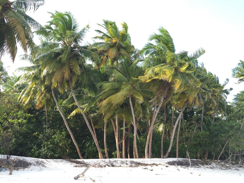 Palm Trees on Beach — Green, Serene, Afternoon, Photograph, Sand, Driftwood