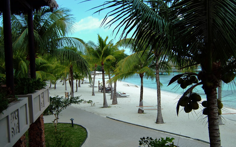 Palm Trees on Beach — Green, Serene, Afternoon