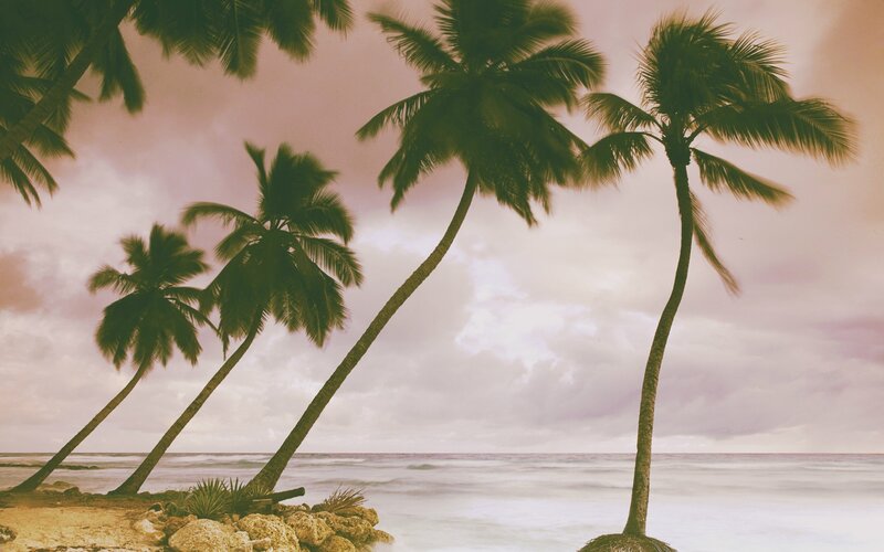 Palm Trees on Beach — Green, Serene, Sunset, Photograph, Ocean
