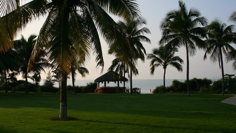 Palm Trees on Beach — Green, Serene, Sunset, Photograph