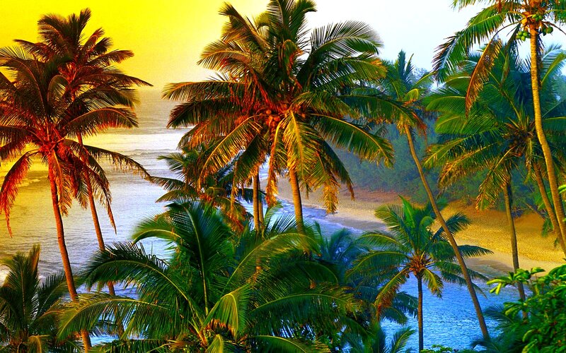 Palm Trees on Beach — Green, Serene, Sunset