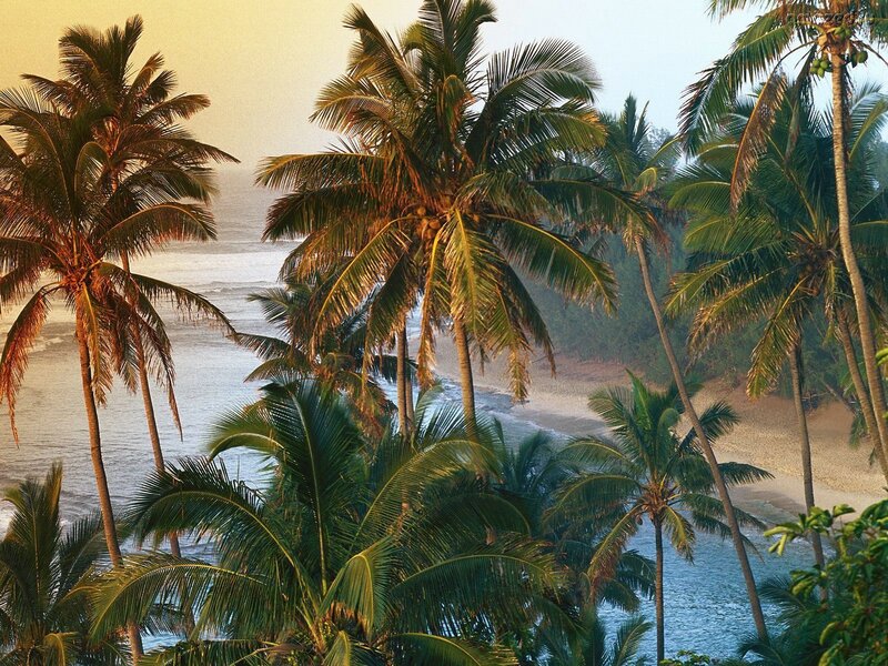 Palm Trees on Beach — Green, Serene
