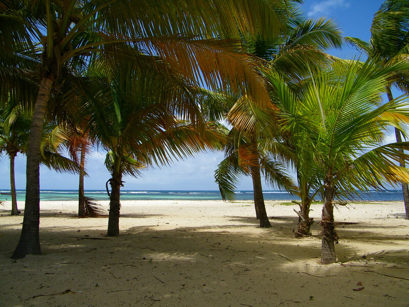 Palm Trees on Beach — Green