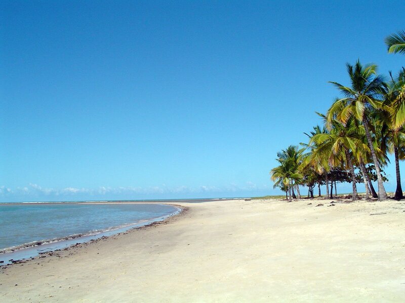 Palm Trees on Beach — Ocean, White