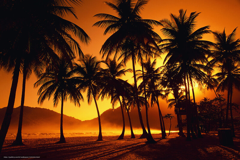 Palm Trees on Beach — Orange, Dramatic, Sunset, Photograph, Mountains
