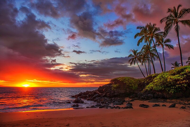 Palm Trees on Beach — Orange, Dramatic, Sunset, Photograph, Ocean, Sky, Rocks