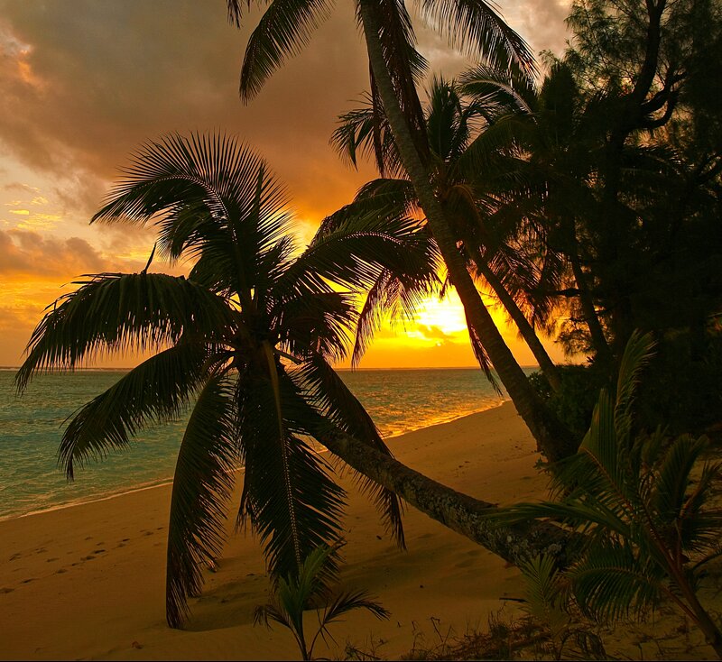 Palm Trees on Beach — Orange, Dramatic, Sunset, Photograph, Ocean, Sky