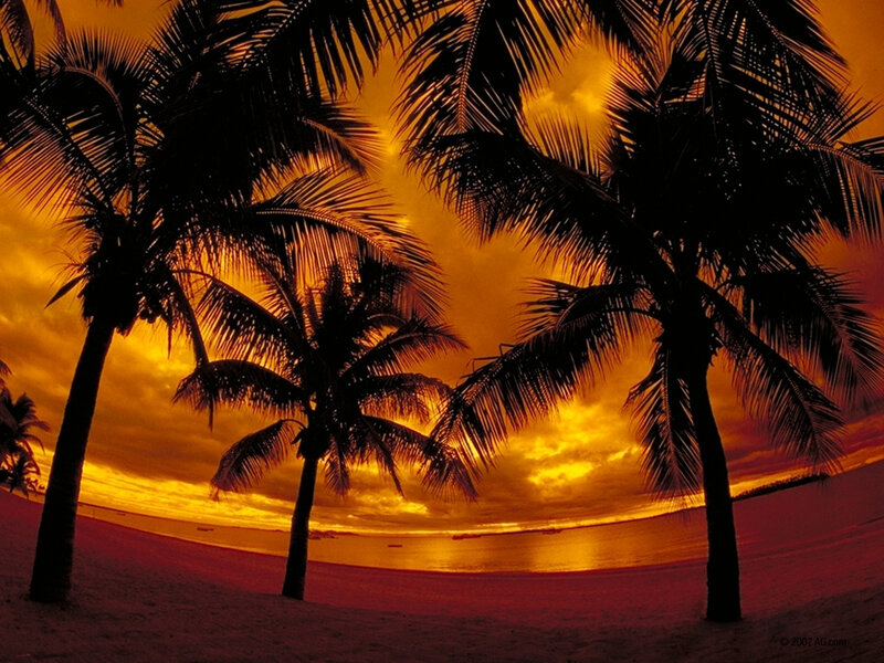 Palm Trees on Beach — Orange, Dramatic, Sunset, Photograph