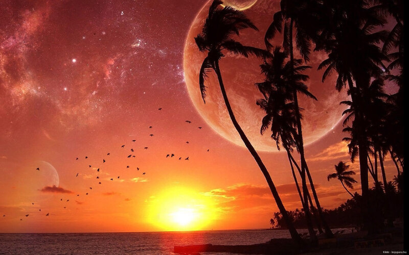 Palm Trees on Beach — Orange, Dramatic, Sunset