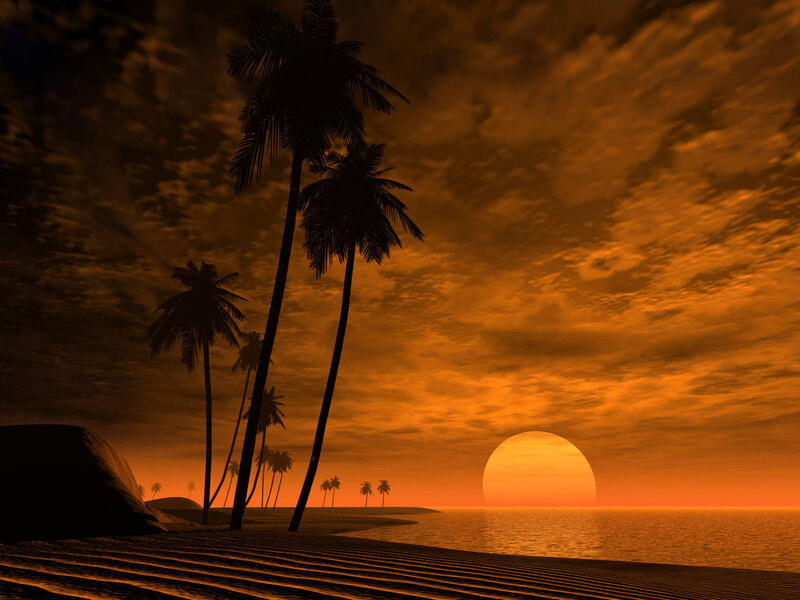 Palm Trees on Beach — Orange, Dramatic
