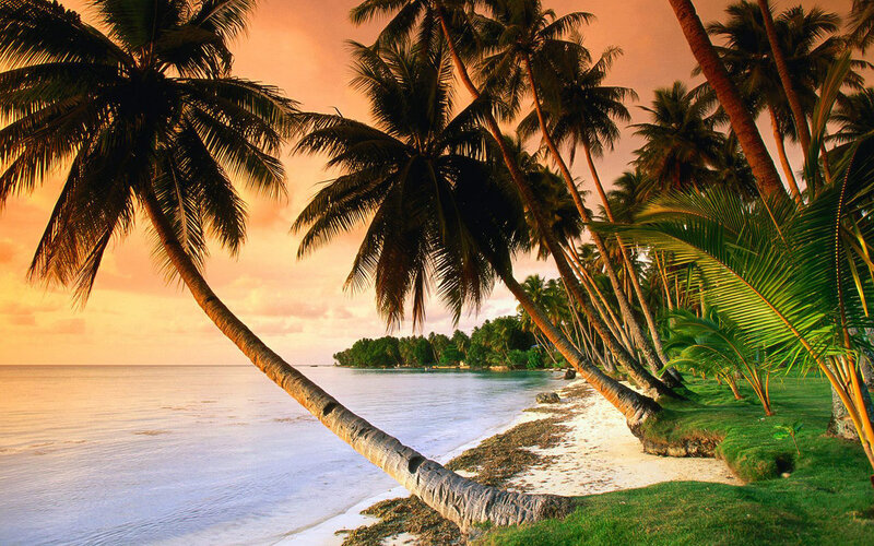 Palm Trees on Beach — Orange, Photograph