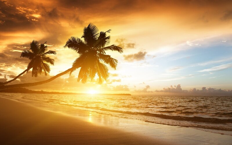 Palm Trees on Beach — Orange, Sand