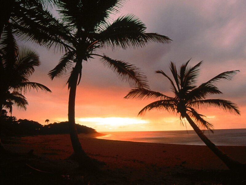 Palm Trees on Beach — Orange, Serene, Sunset, Photograph, Ocean, Sky, Purple