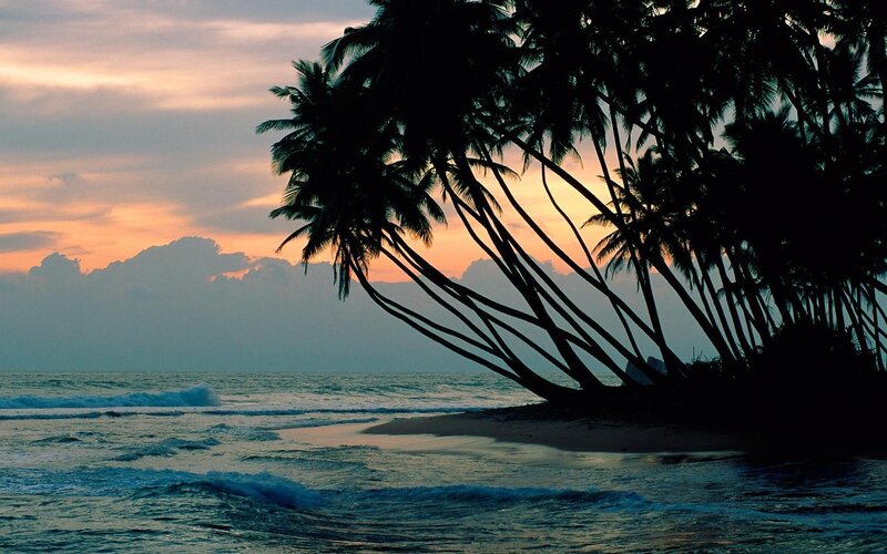 Palm Trees on Beach — Orange, Serene, Sunset, Photograph, Ocean, Sky, Sand, Blue