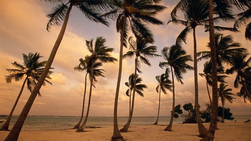 Palm Trees on Beach — Orange, Serene, Sunset, Photograph, Ocean, Sky, Sand, Brown