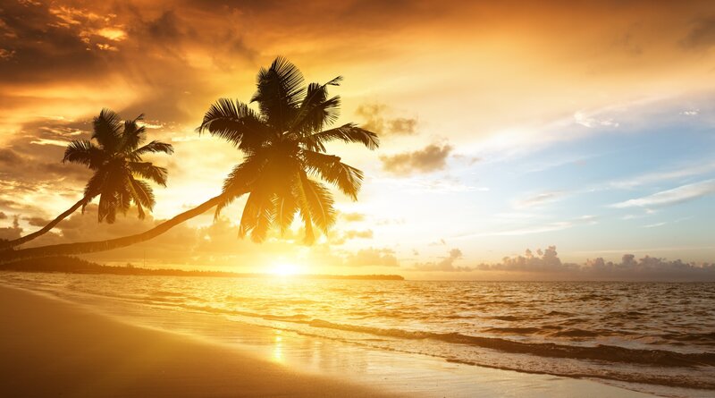 Palm Trees on Beach — Orange, Serene, Sunset, Photograph, Ocean, Sky, Sand, Yellow, Blue
