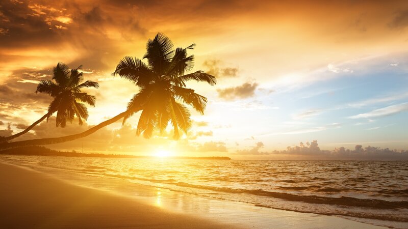 Palm Trees on Beach — Orange, Serene, Sunset, Photograph, Ocean, Sky, Sand, Yellow