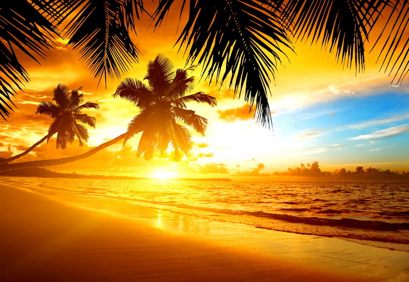 Palm Trees on Beach — Orange, Serene, Sunset, Photograph, Sun