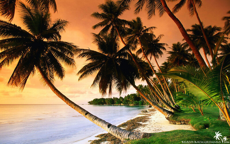 Palm Trees on Beach — Orange, Serene, Sunset, Photograph