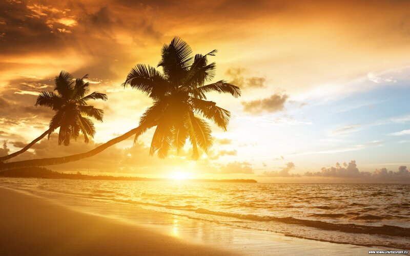 Palm Trees on Beach — Orange, Yellow