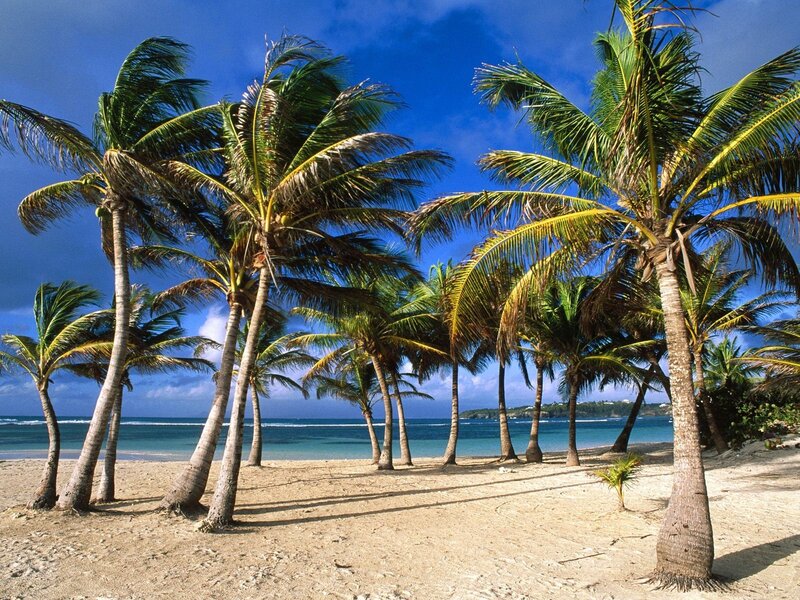 Palm Trees on Beach — Photograph, Beige
